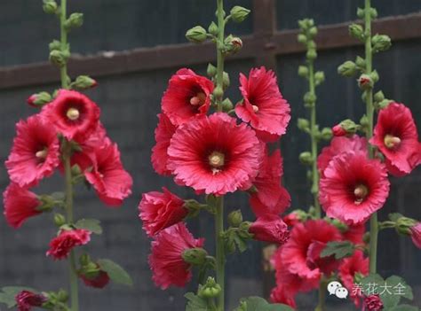 夏天適合種什麼花|夏天種這14種花，讓你花開一夏！